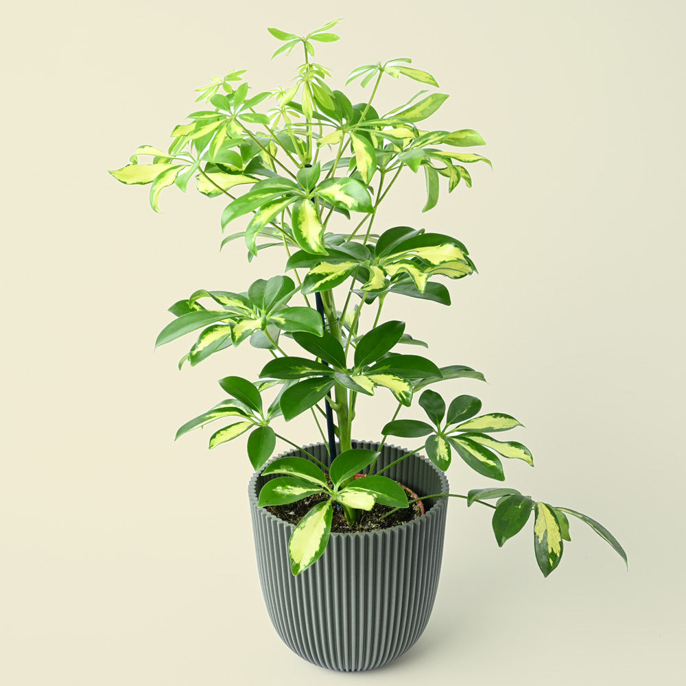 Variegated Umbrella Plant | 45cm