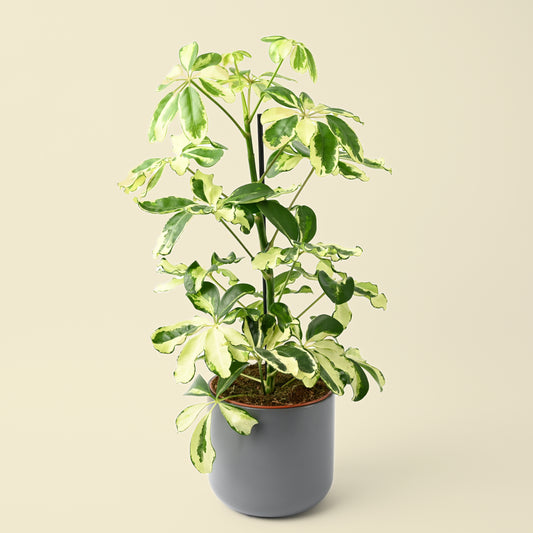 Schefflera Arboricola Charlotte | Umbrella Plant