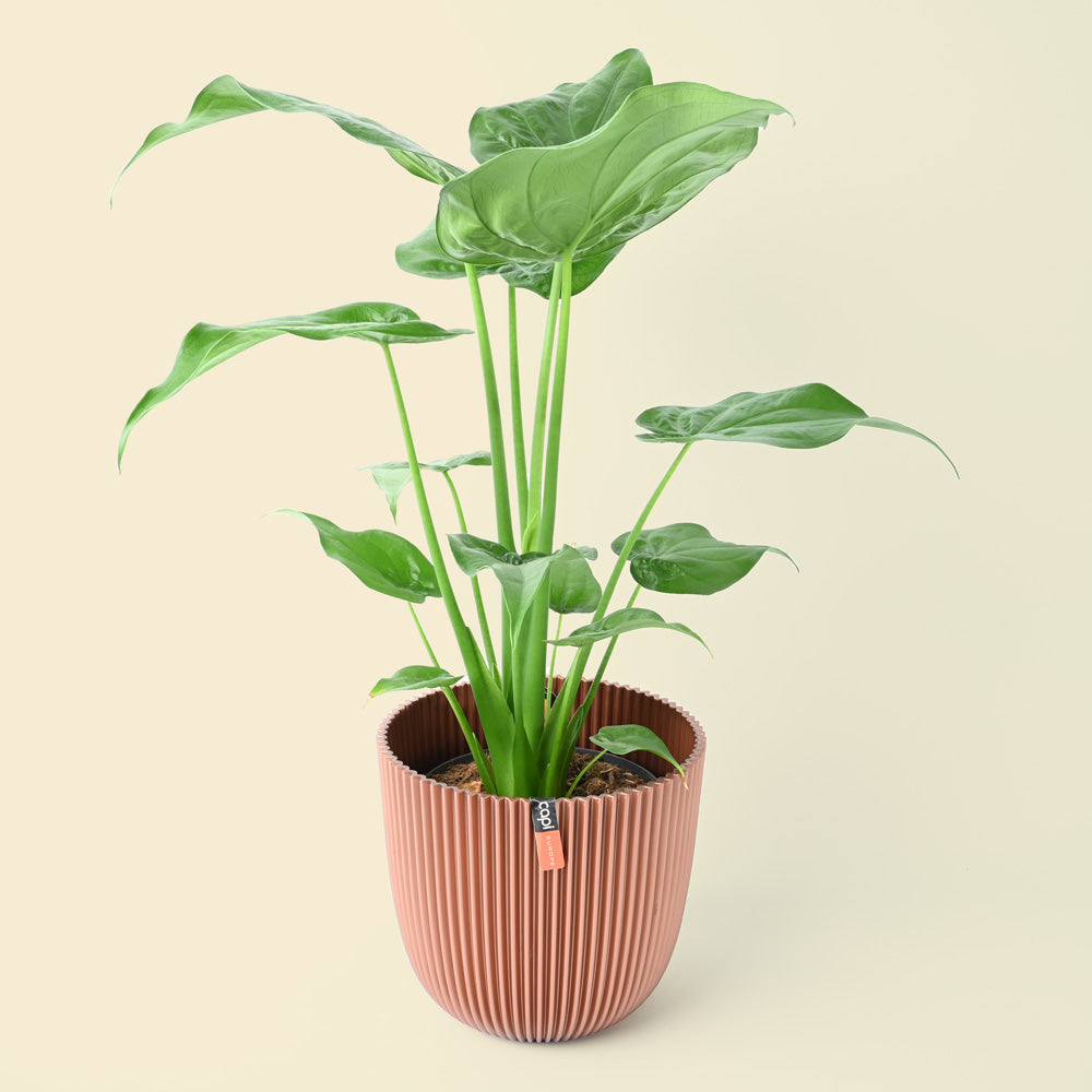 Capi Fold Plant Pot Metallic Bronze 21.5cm