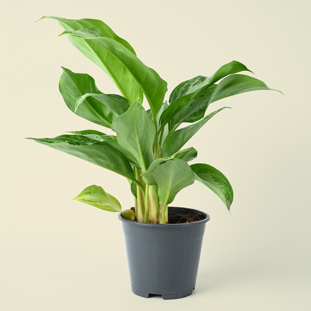 Aglaonema Maria | Chinese Evergreen | 40cm