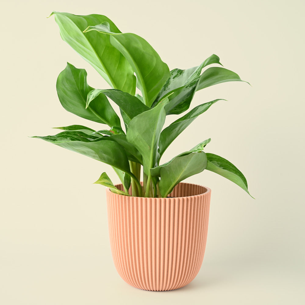 Aglaonema Maria | Chinese Evergreen | 40cm