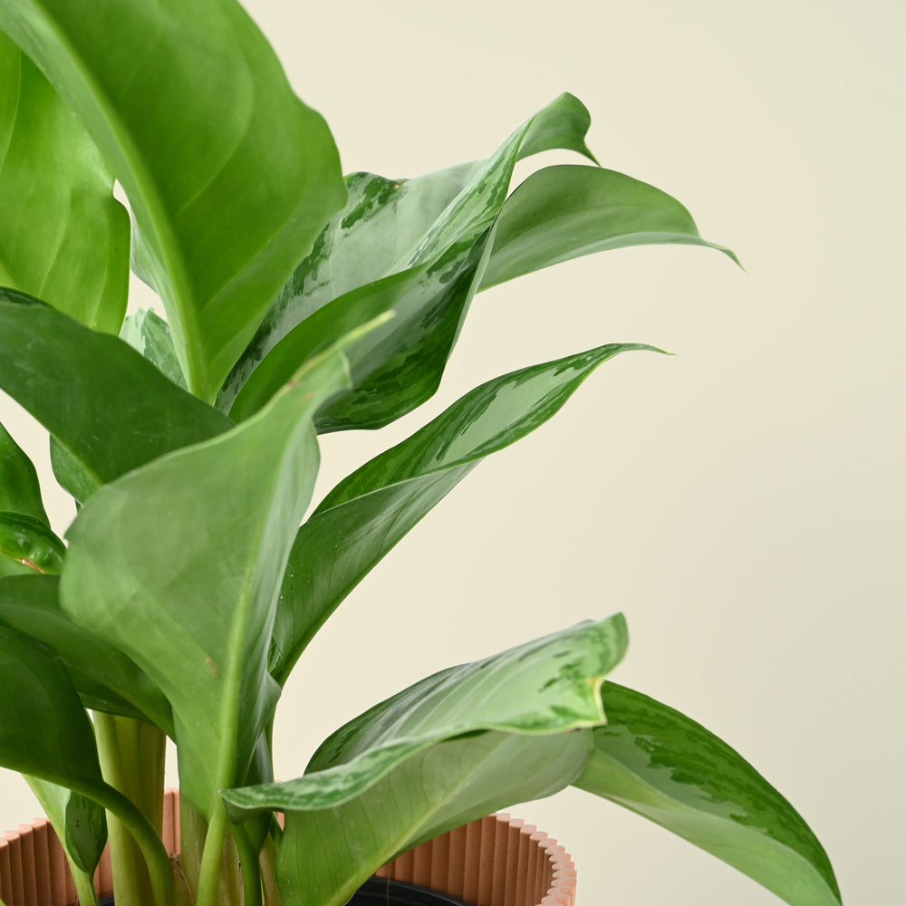 Aglaonema Maria | Chinese Evergreen | 40cm