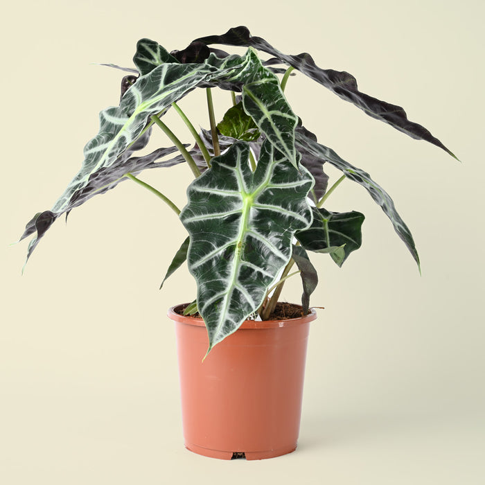 Alocasia Polly | African Mask Plant | 50cm