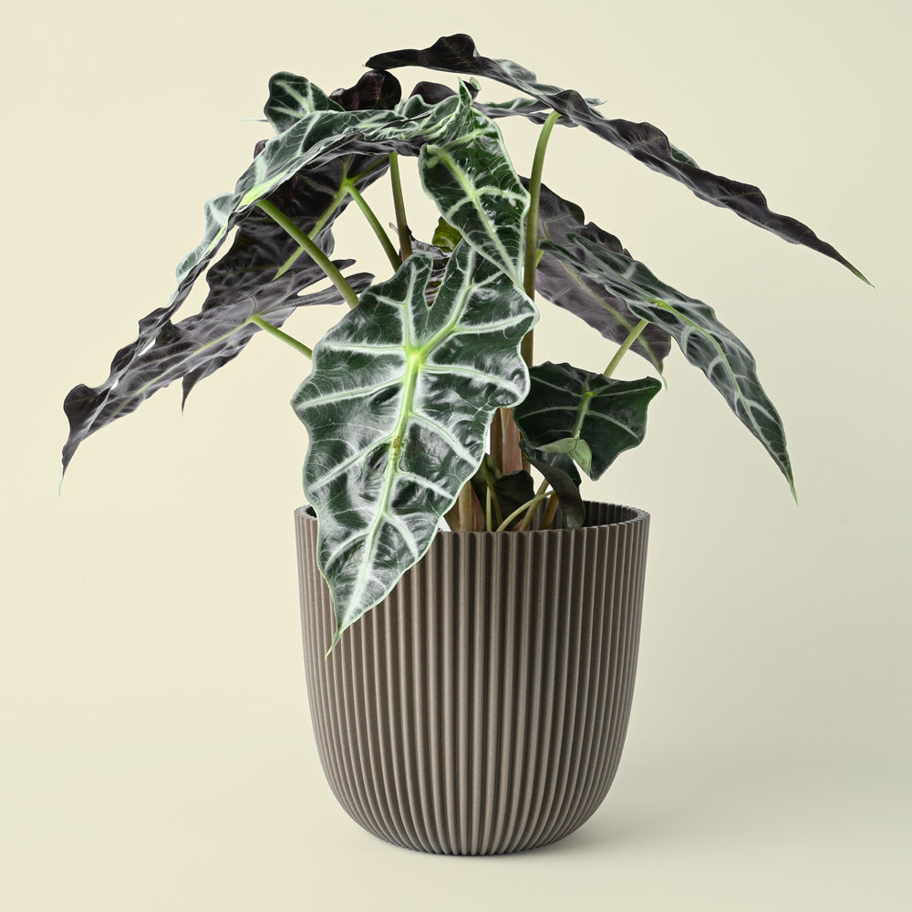 Alocasia Polly | African Mask Plant | 50cm