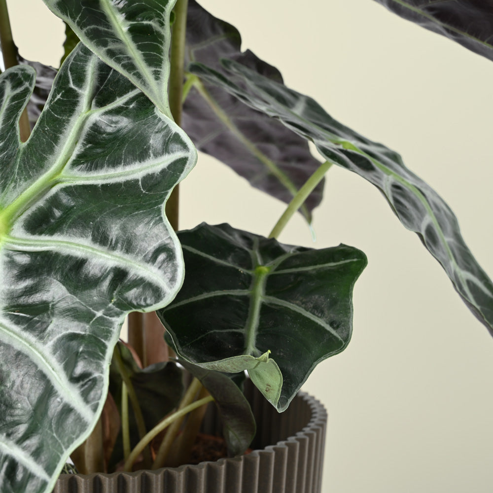 Alocasia Polly | African Mask Plant | 50cm