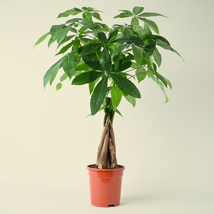 is pachira money tree Pachira aquatica | Money Tree