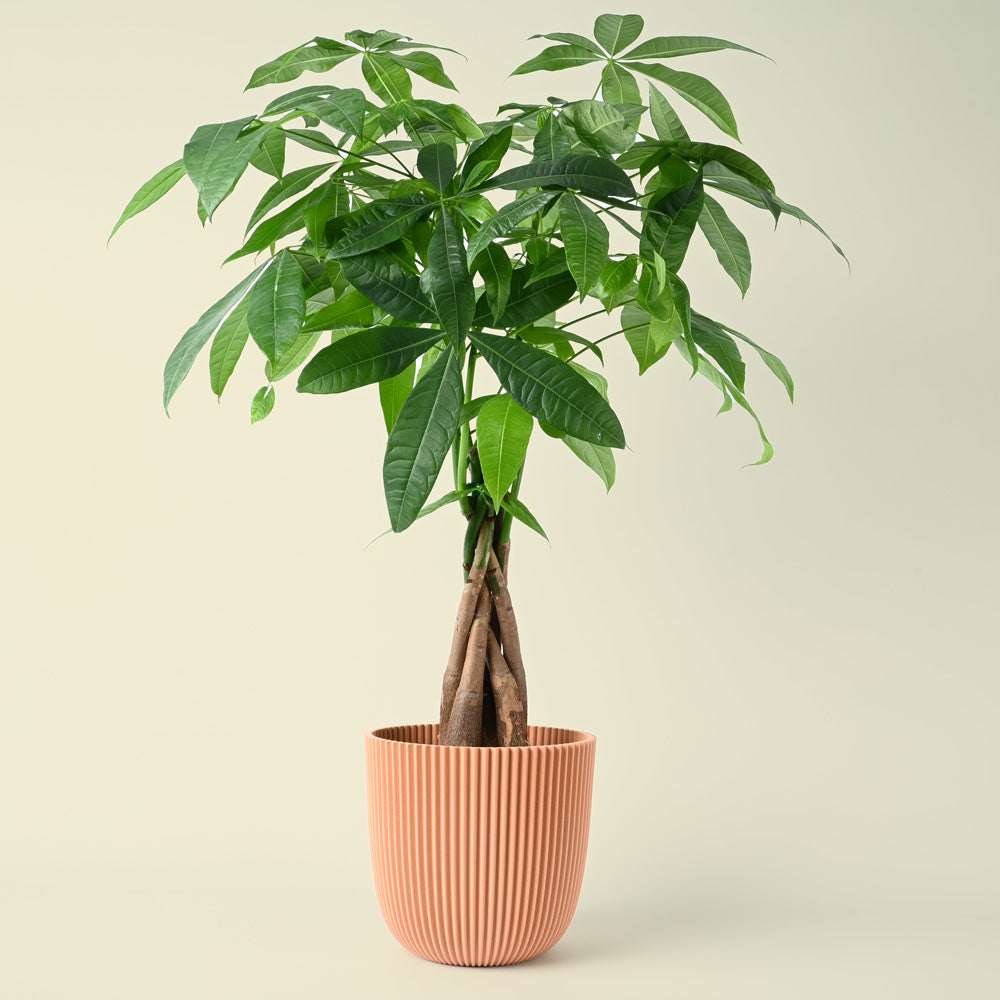 money plant pachira aquatica Pachira aquatica | Money Tree