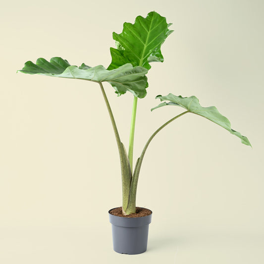 Alocasia Portodora | 70cm