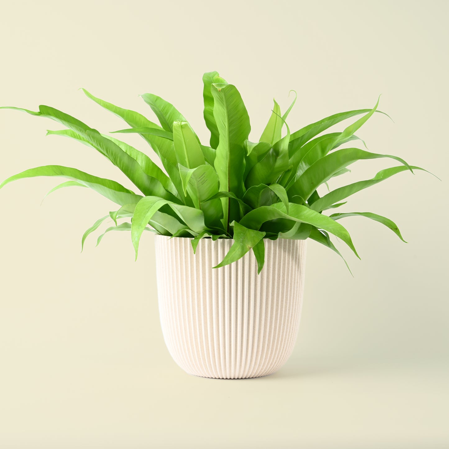 Large Birds Nest Fern | Asplenium antiquum | 50cm