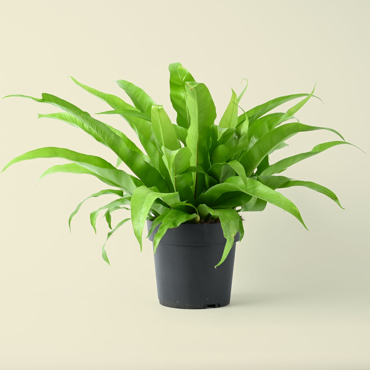 Large Birds Nest Fern | Asplenium antiquum | 50cm