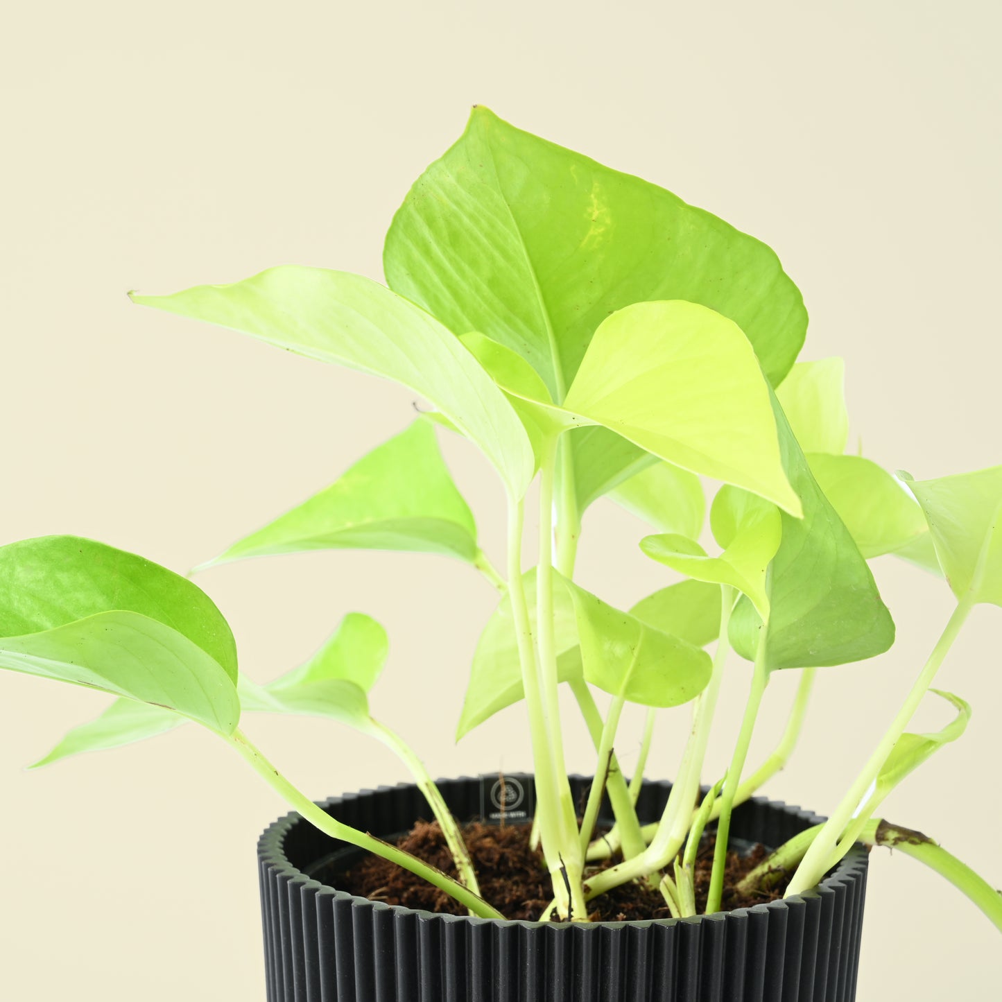 Epipremnum Aureum | Neon Pothos | 25cm