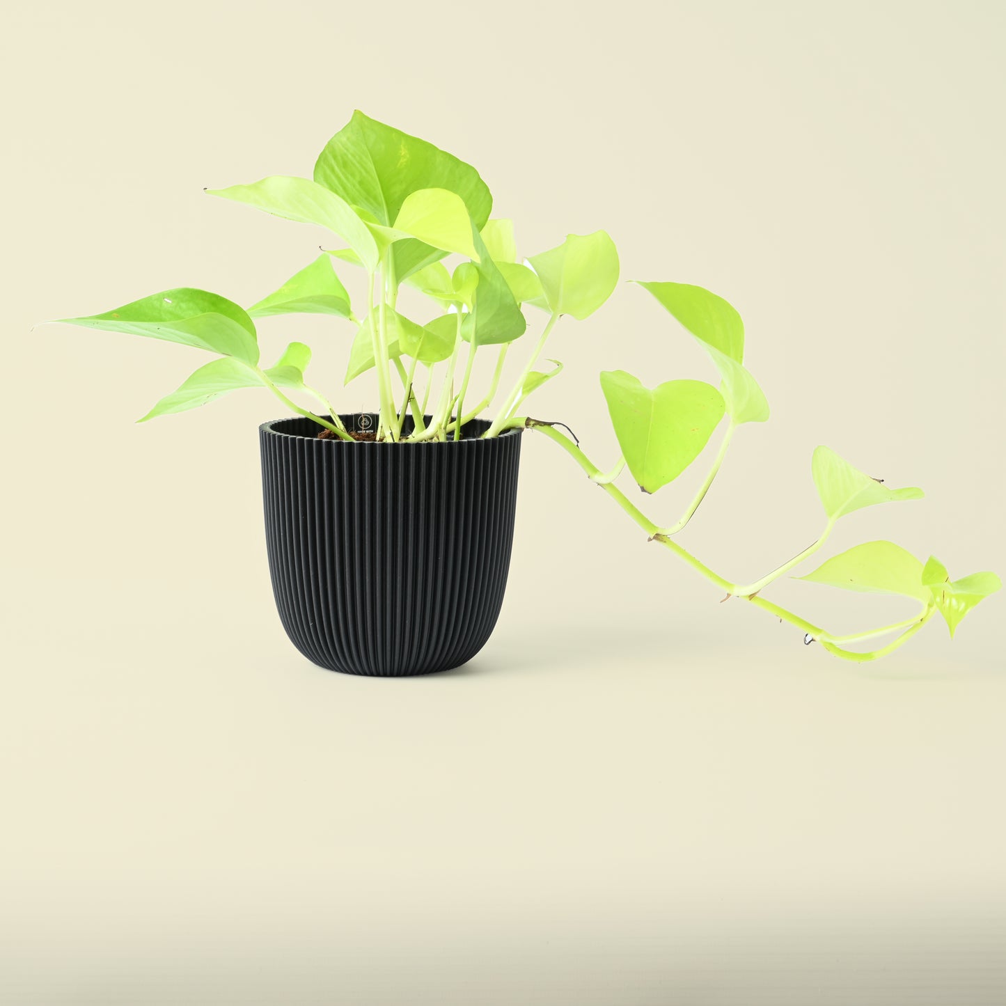 Epipremnum Aureum | Neon Pothos | 25cm