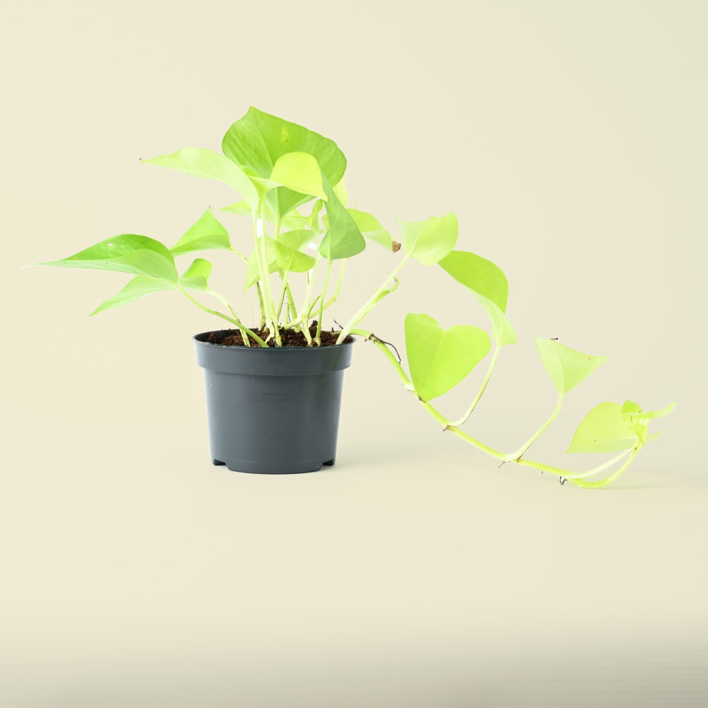 Epipremnum Aureum | Neon Pothos | 25cm