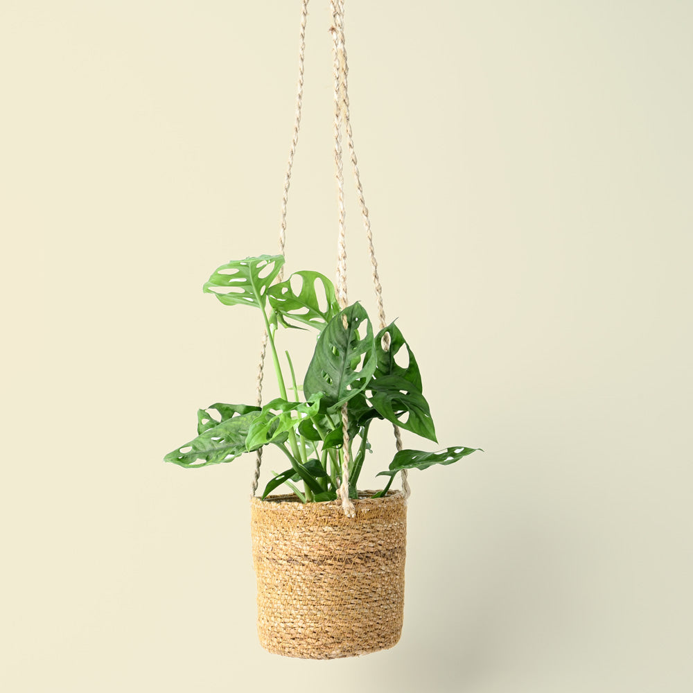 Chai Natural Hanging Rope Pot | 14cm