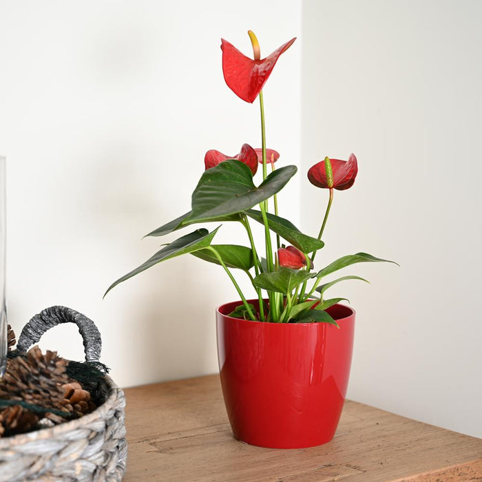 Anthurium andraeanum Red | Flamingo Flower | 40cm