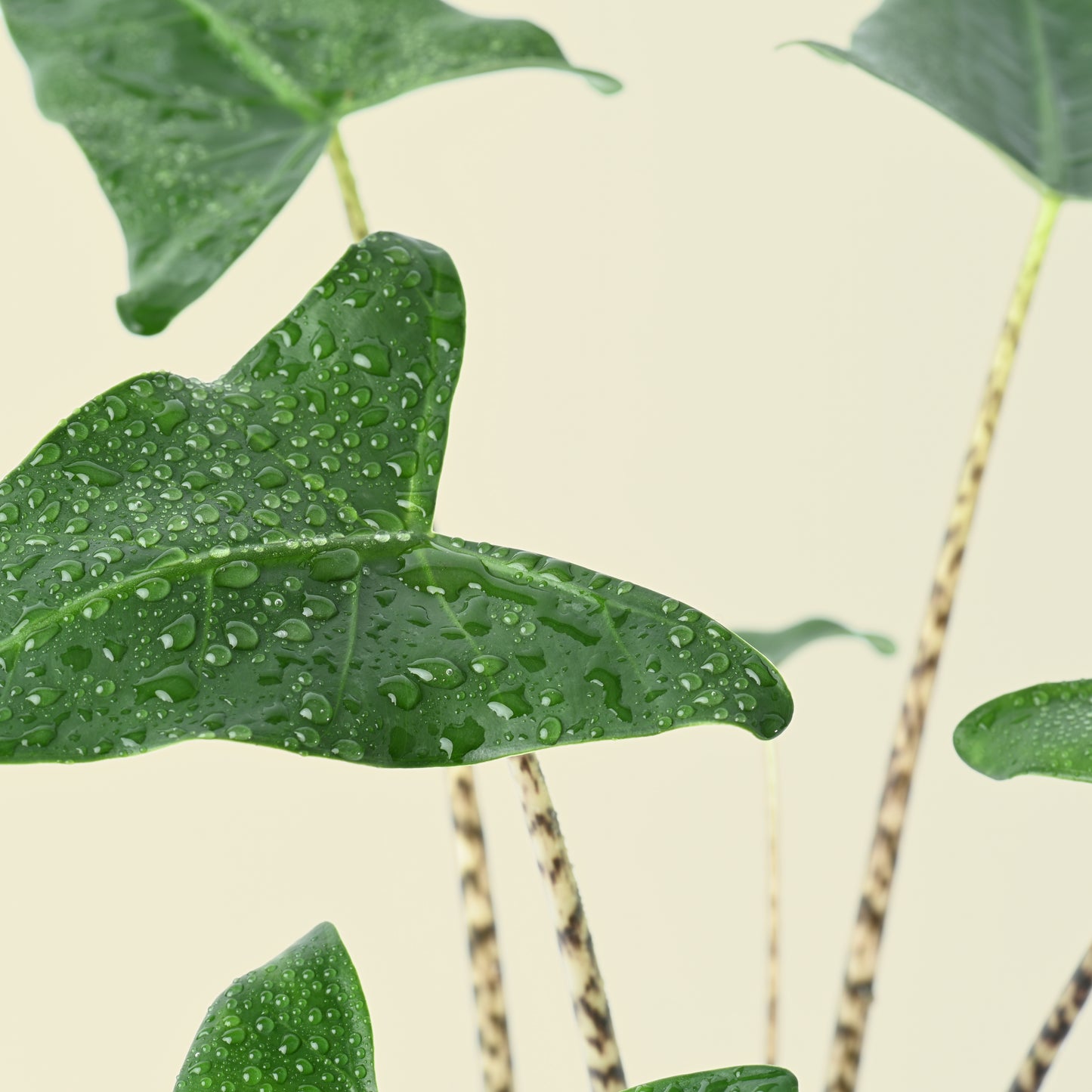 Alocasia zebrina Siberian Tiger