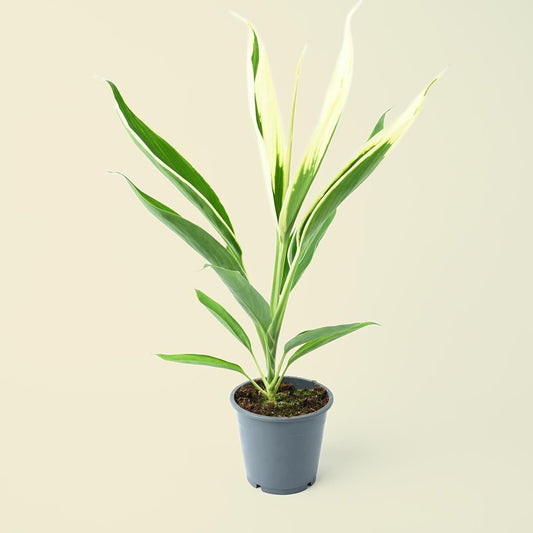 Cordyline Fruticosa Conga "Good Luck Plant"