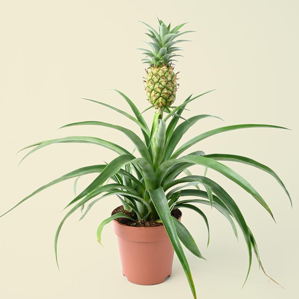 Ananas 'Mi amigo' "Ornamental Pineapple"