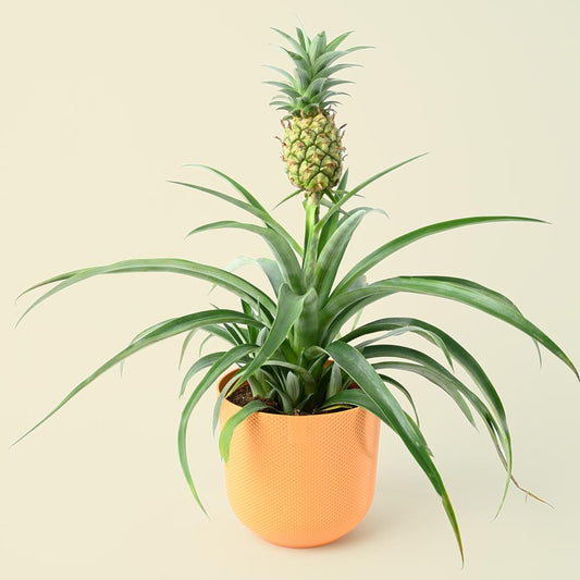 Ananas 'Mi amigo' "Ornamental Pineapple"