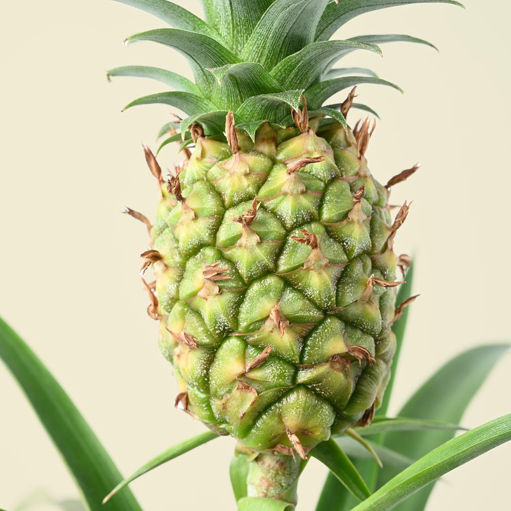 Ananas 'Mi amigo' "Ornamental Pineapple"