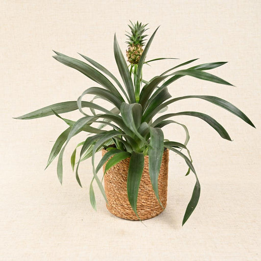 Ananas Corona ‘Pineapple Plant’