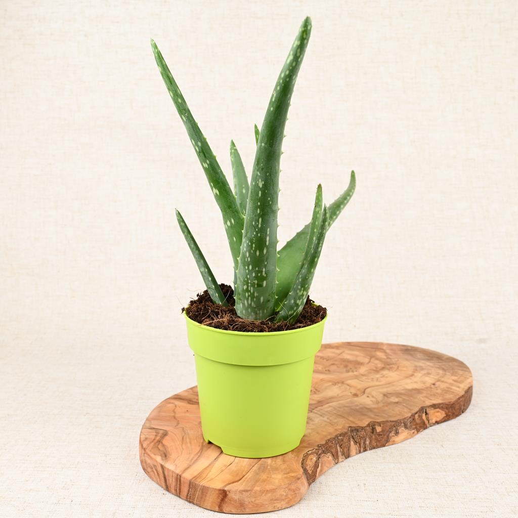 Aloe Vera 20-40cm