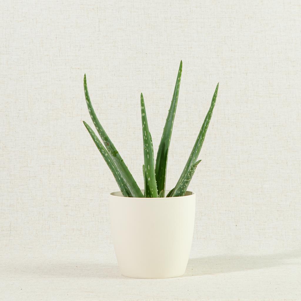 Aloe Vera 20-40cm
