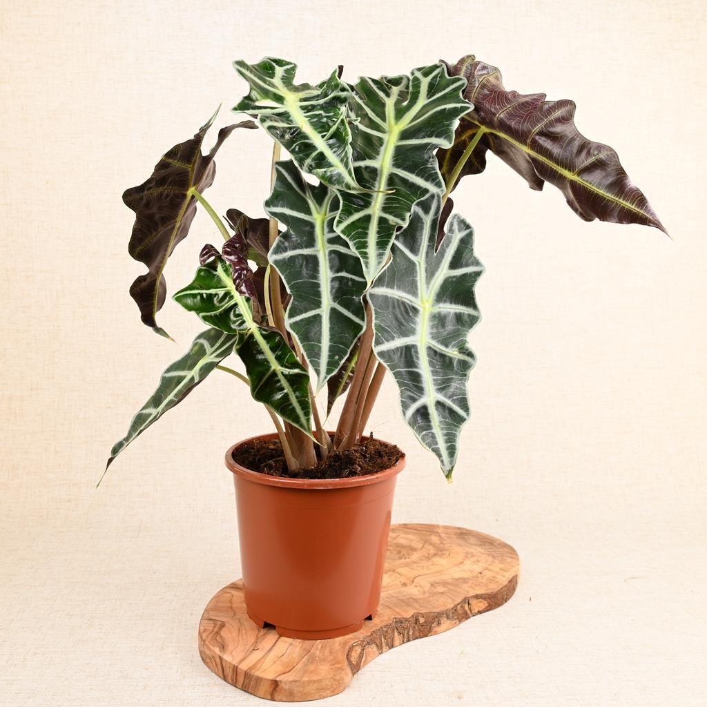 Alocasia Polly 'African Mask Plant' 20-40cm