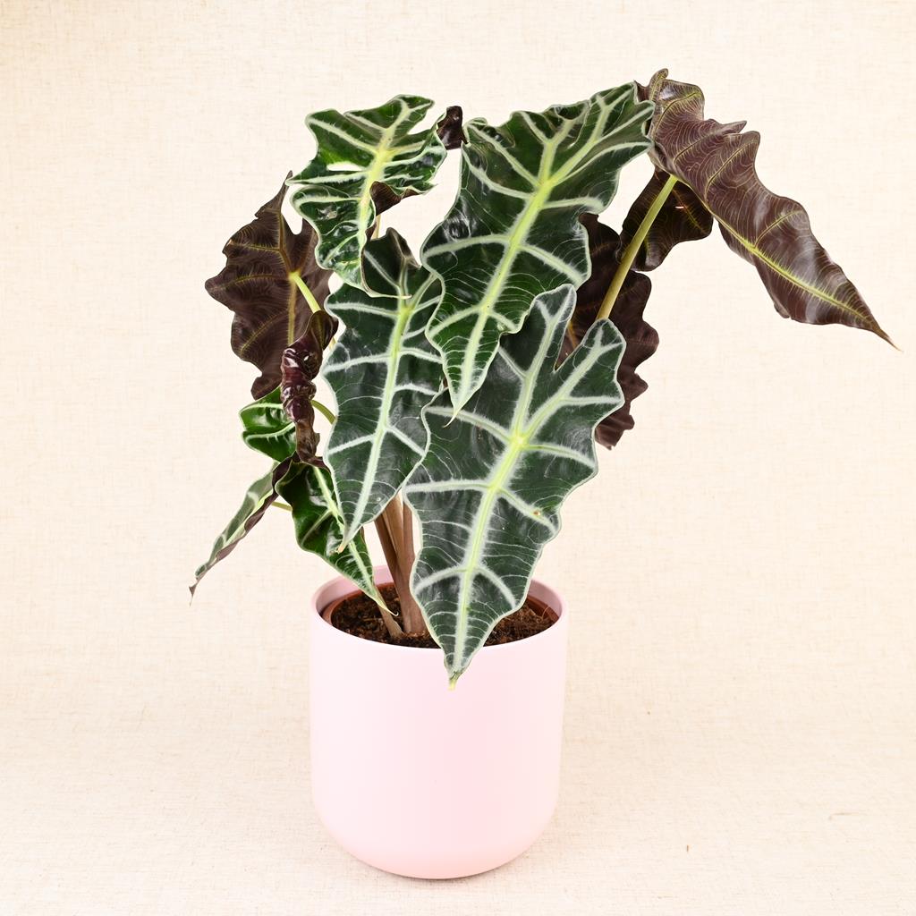 Alocasia Polly 'African Mask Plant' 20-40cm