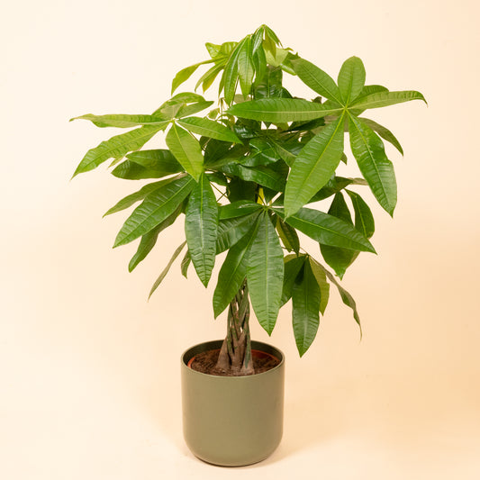 Pachira aquatica | Money Tree | 65cm