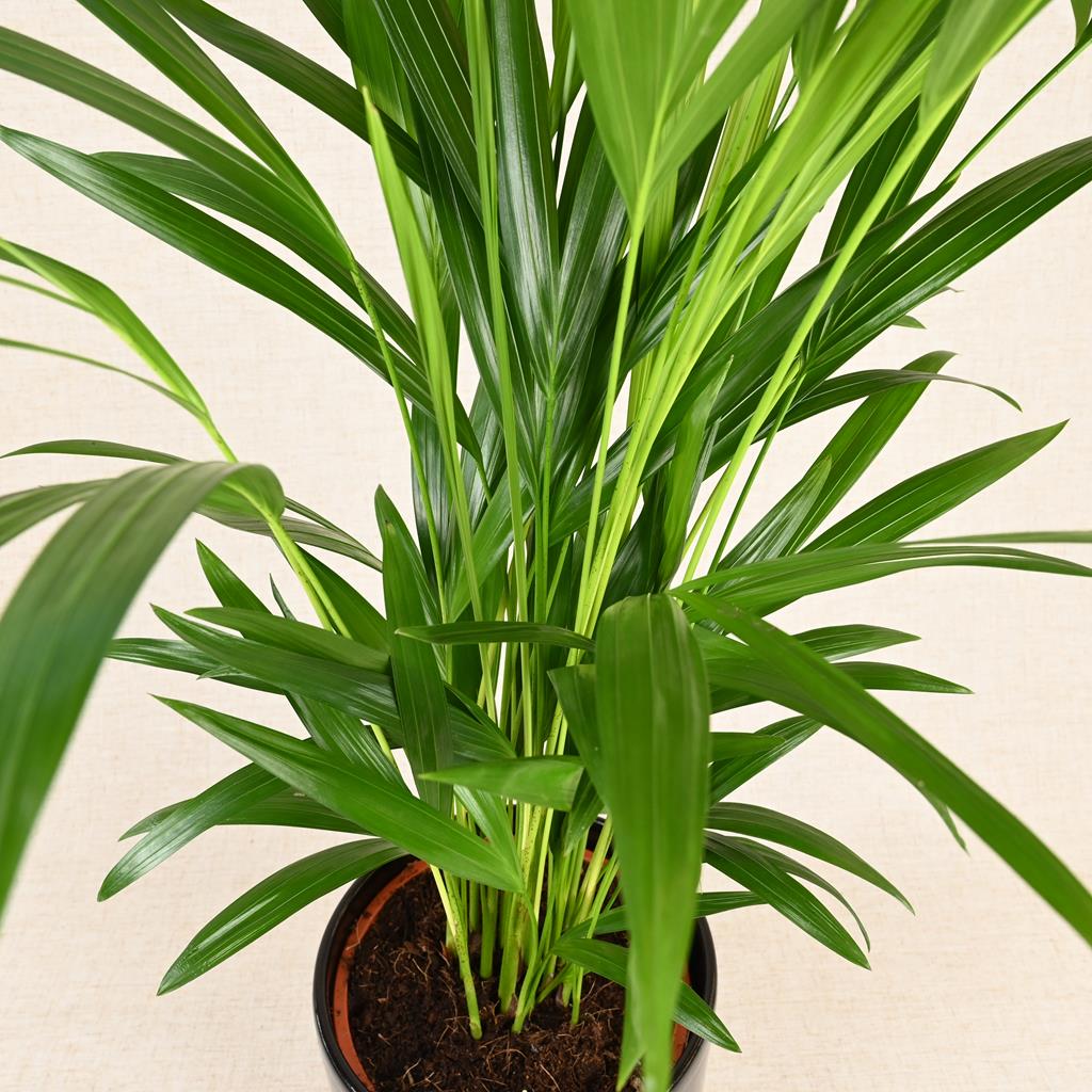 areca palm indoor uk Areca Palm