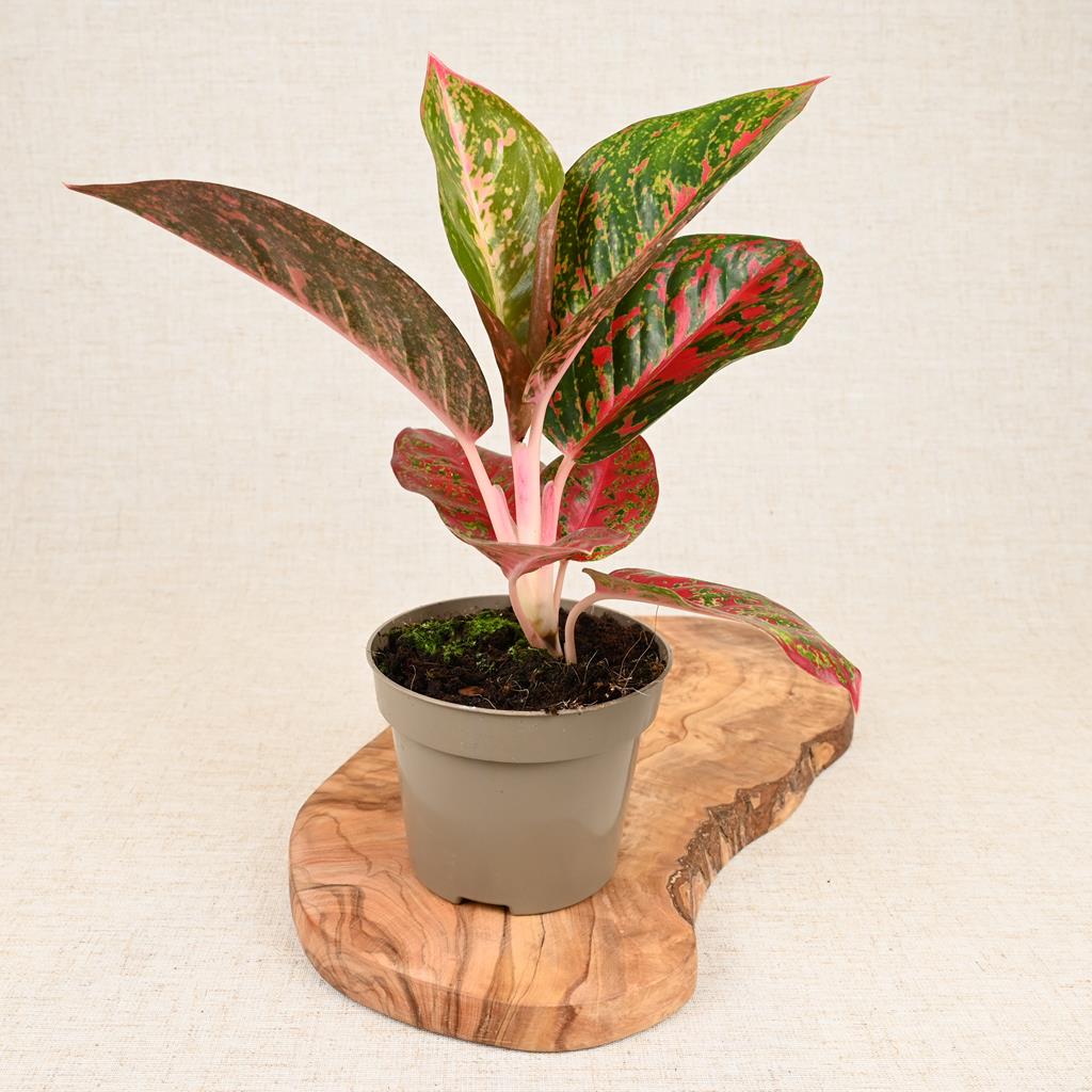 Aglaonema Crete | Red Chinese Evergreen | 35cm