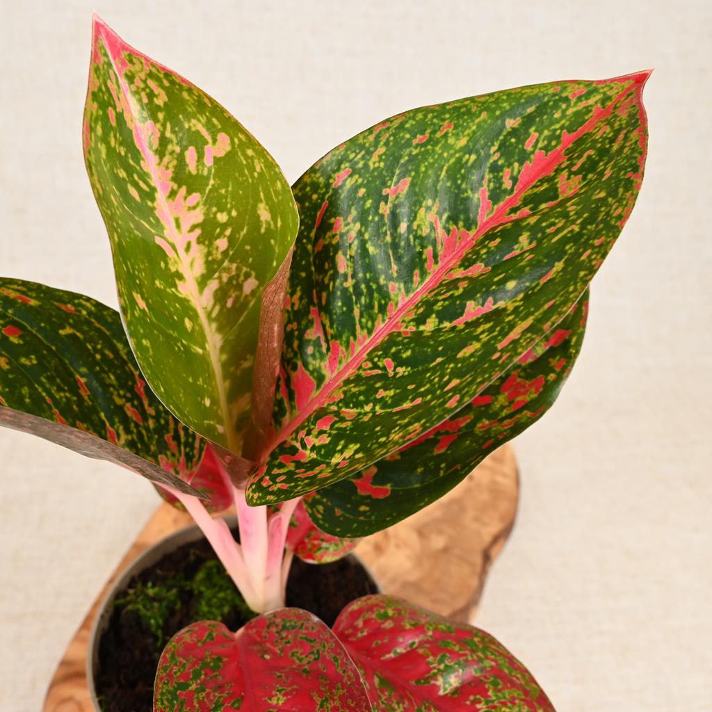 Aglaonema Crete | Red Chinese Evergreen | 35cm