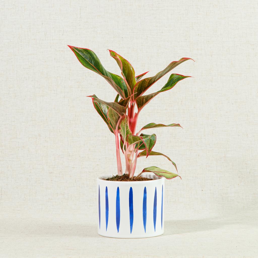 Aglaonema Crete | Red Chinese Evergreen | 35cm