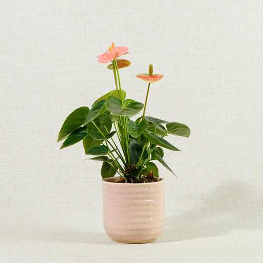 Anthurium Champion Pink 'Flamingo Flower' 40-60cm