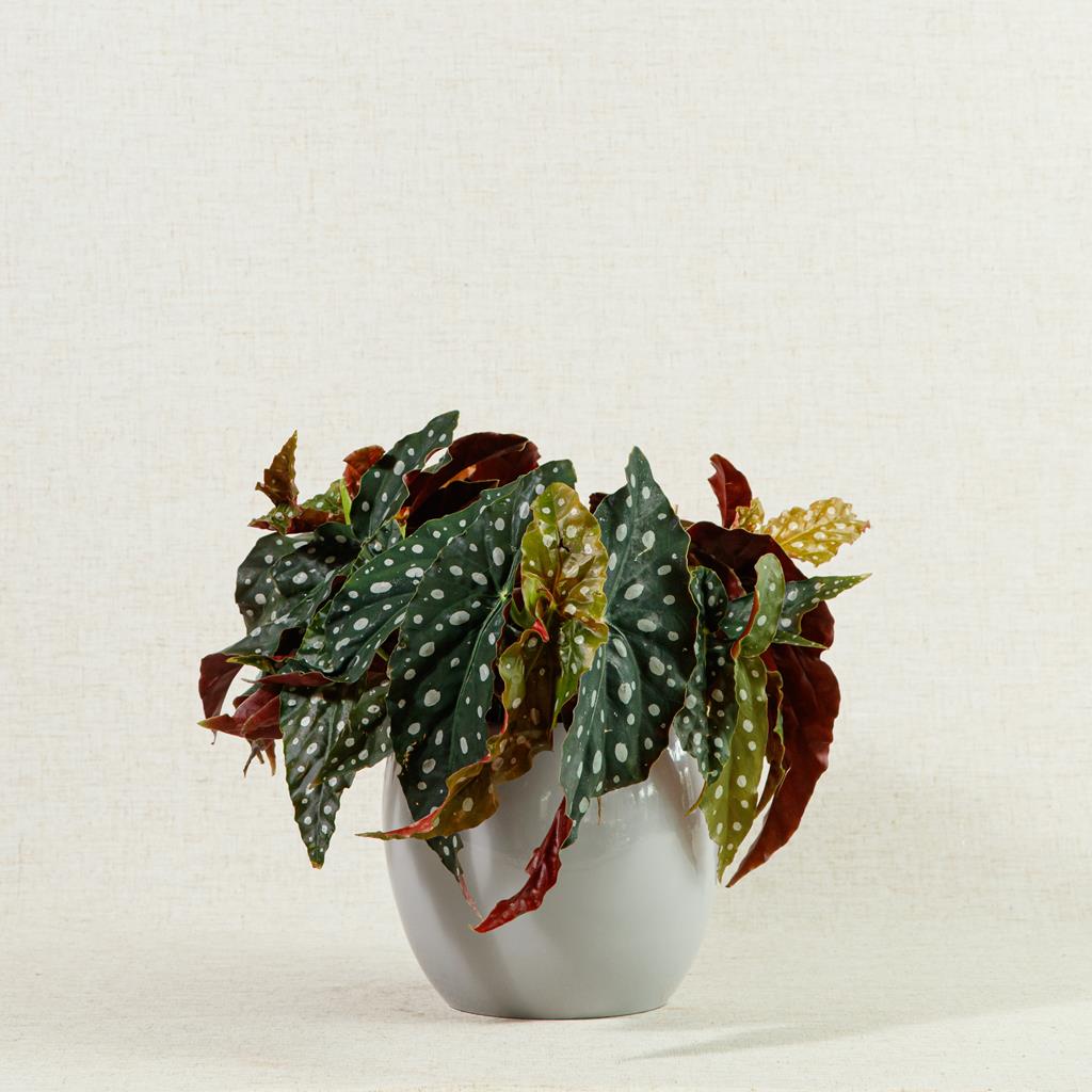 Begonia Malcuta | Polka Dot Begonia | 30cm