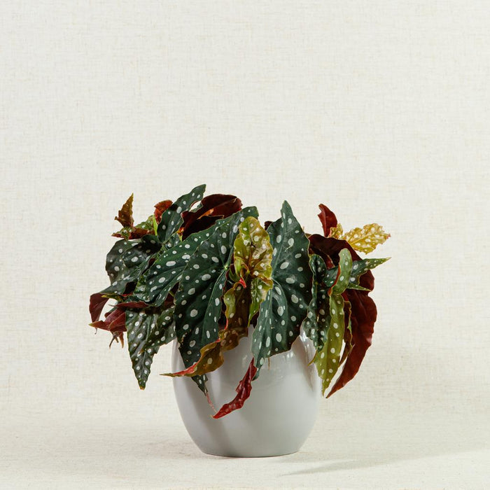 Begonia Malcuta | Polka Dot Begonia | 30cm