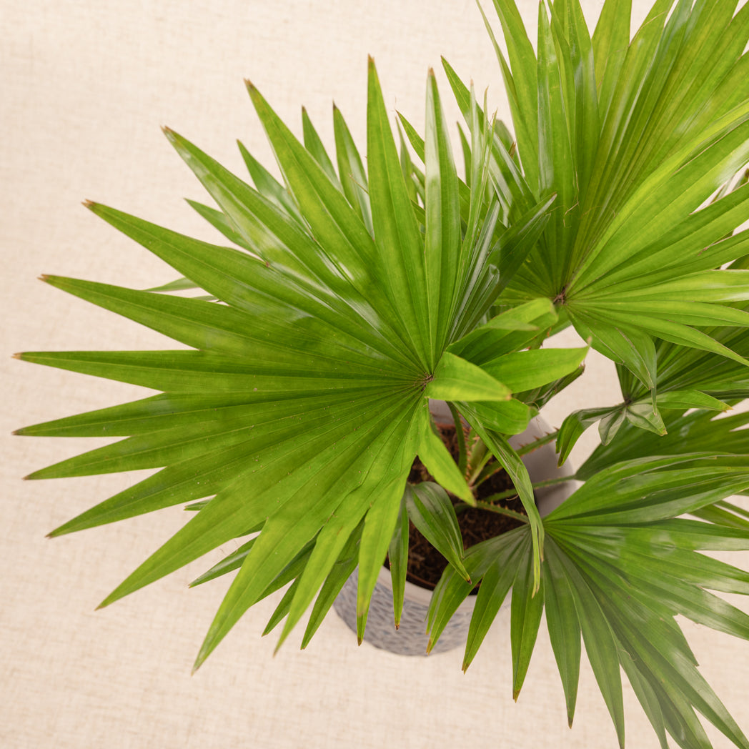 Livistona Rotundifolia | Fan Palm | 40cm