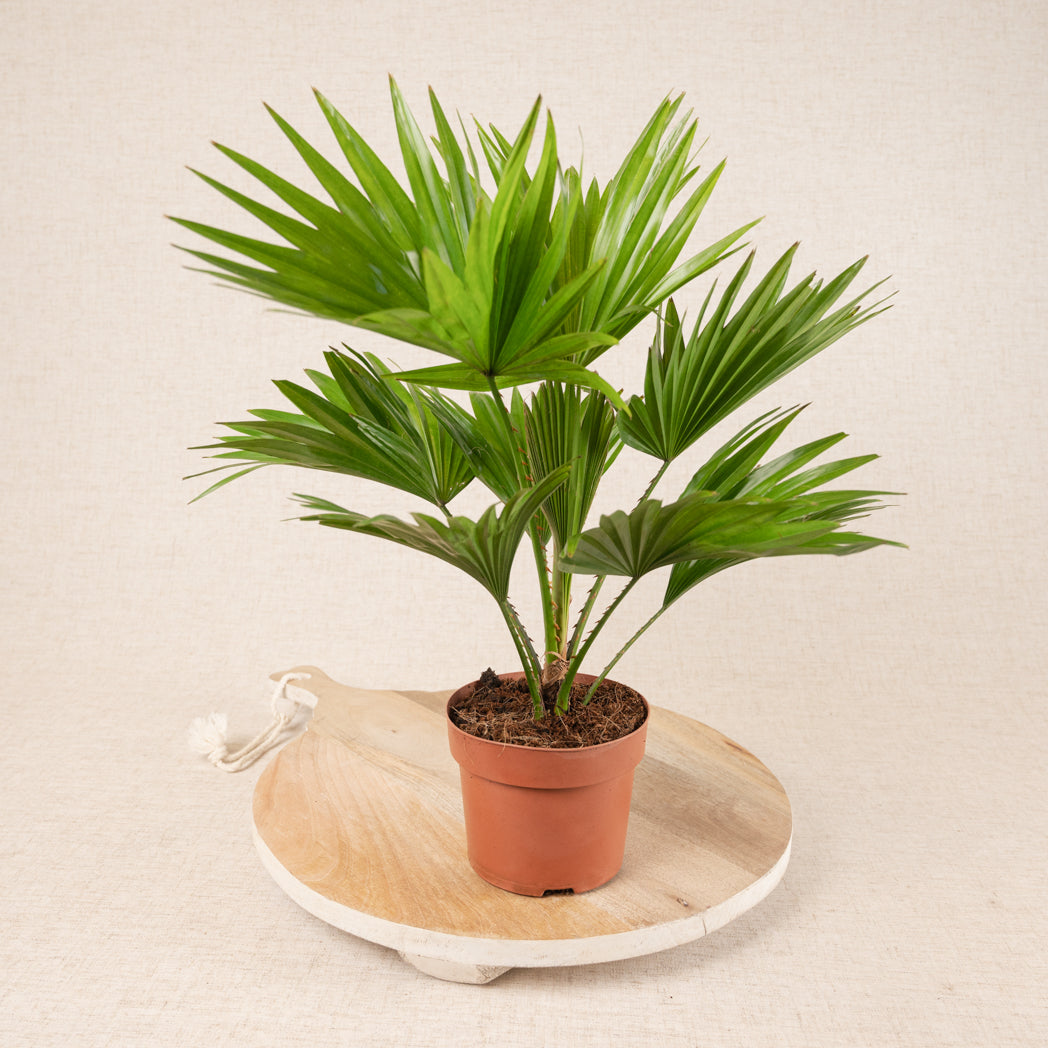 Livistona Rotundifolia | Fan Palm | 40cm