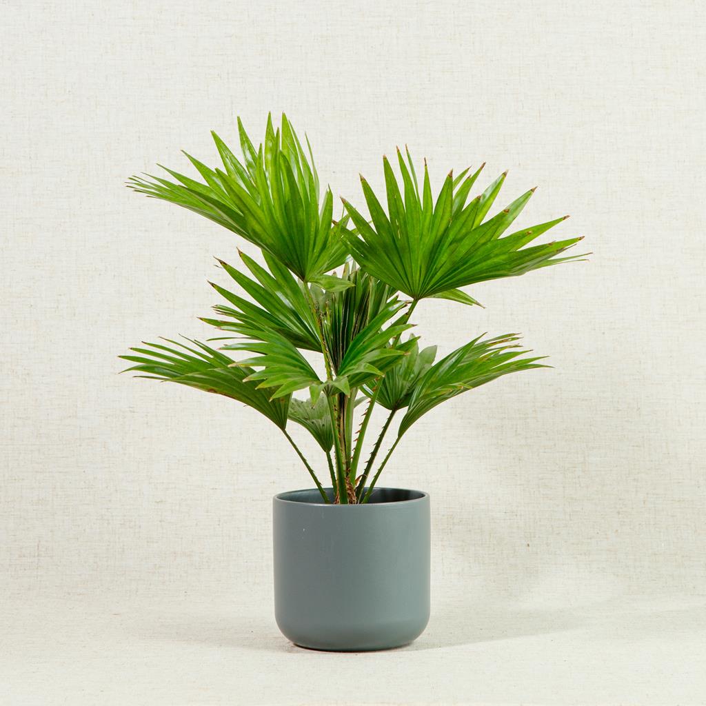 Livistona Rotundifolia | Fan Palm | 40cm