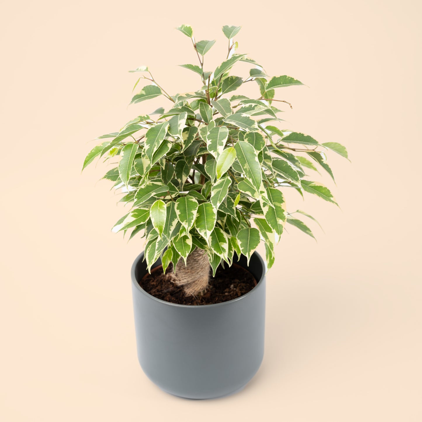 Ficus Benjamina 20-40cm