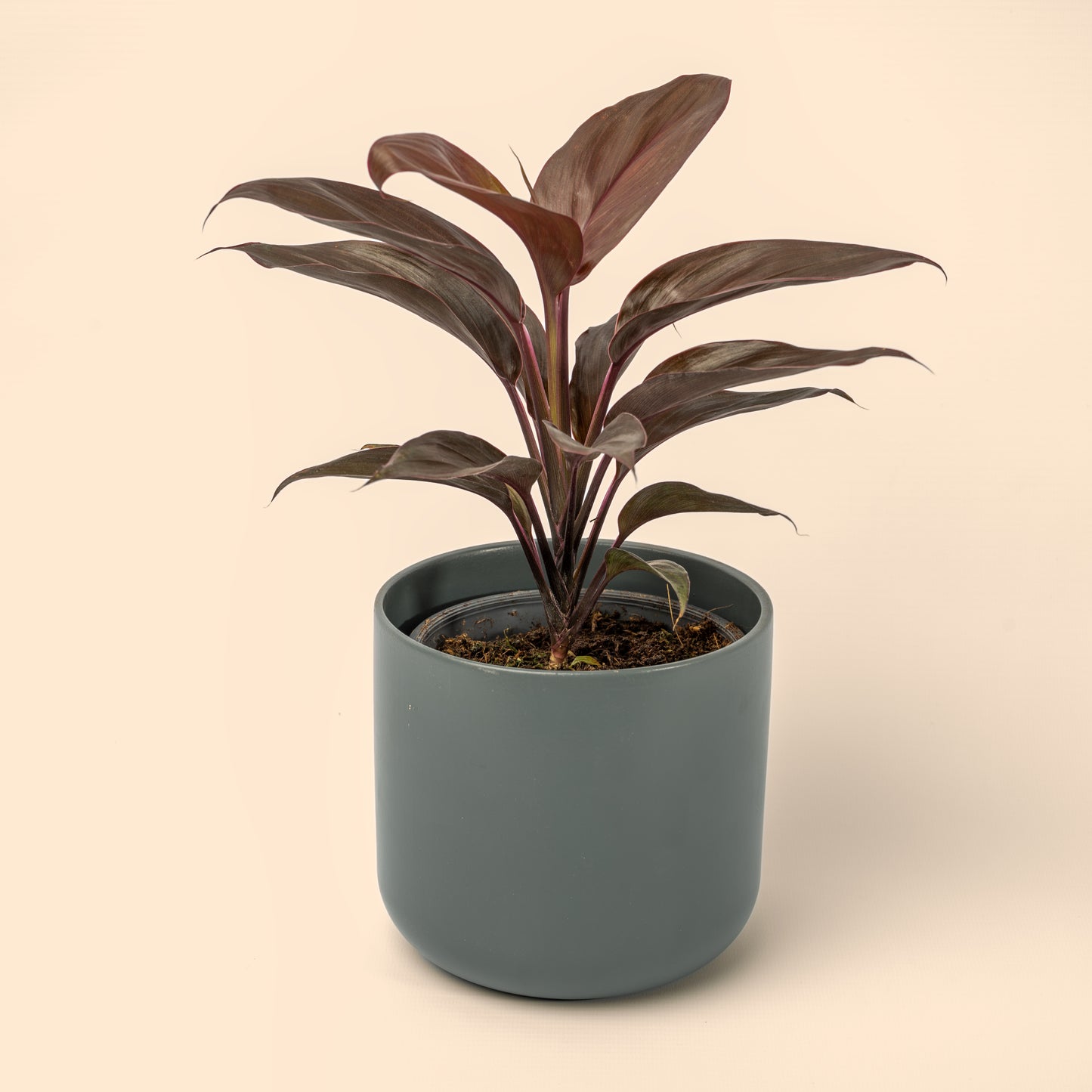 Cordyline fruticosa 'Mambo' Good Luck Plant 20-40cm