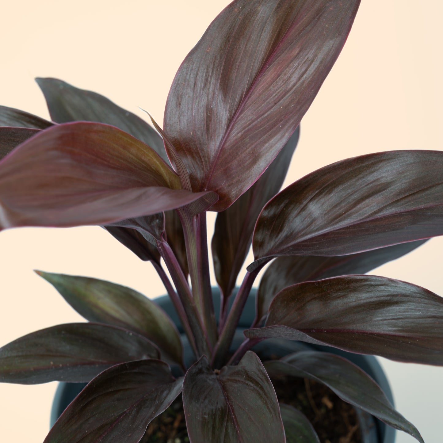 Cordyline fruticosa 'Mambo' Good Luck Plant 20-40cm