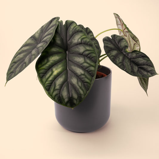 Alocasia Dragon Scale 40-60cm
