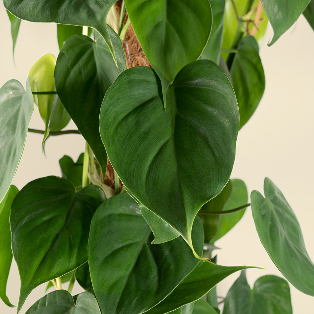 Philodendron Scadens 'Heart Leaf' 80cm