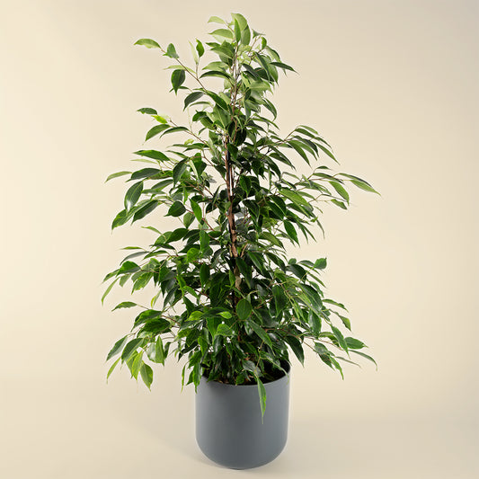 Ficus Benjamina 'Anastasia' 60-80cm